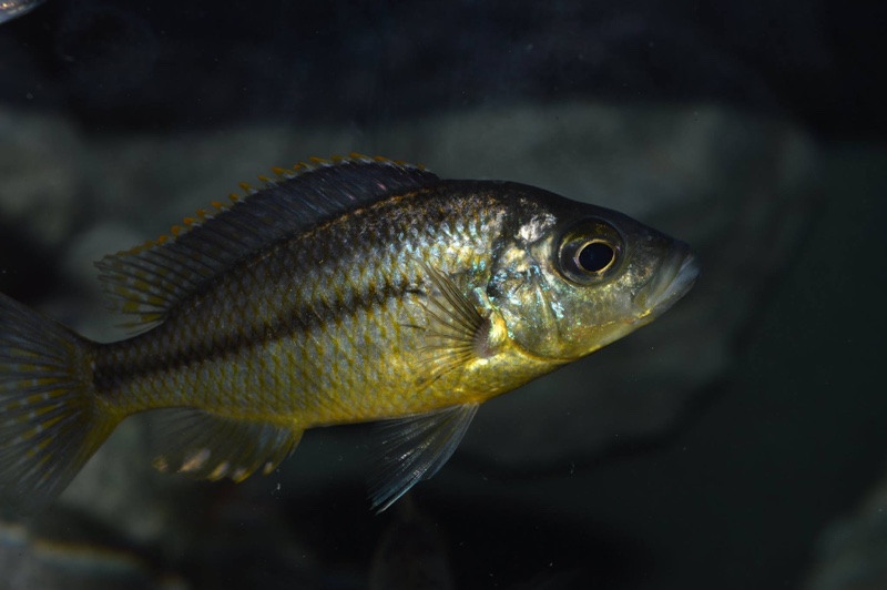 'Hemitaeniochromis' sp. 'spilopterus yellow'